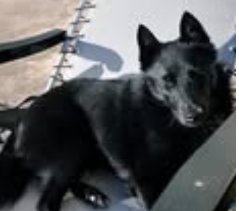 Don animaux Drôme St Restitut - 26130 - Photos Vivastreet Chien SCHIPPERKE à l adoption
