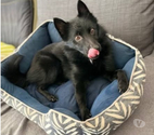 St Restitut - Drôme — Chien SCHIPPERKE à l adoption