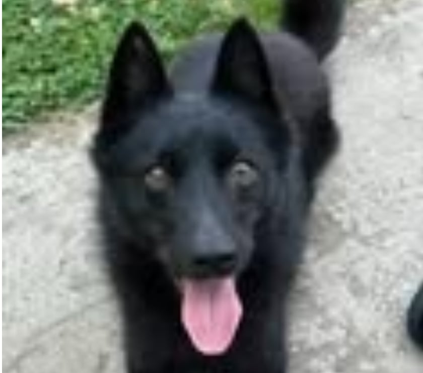 Don animaux Drôme St Restitut - 26130 - Photos Vivastreet Chien SCHIPPERKE à l adoption
