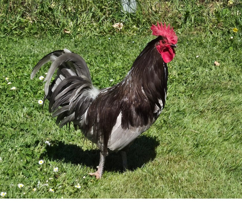 Don animaux Haute-Savoie Lyaud - 74200 - Photos Vivastreet coqs race Limousine