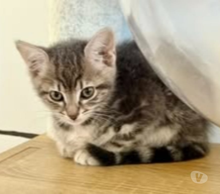 Don animaux Drôme St Restitut - 26130 - Photos Vivastreet Chat FLEURETTE à l adoption