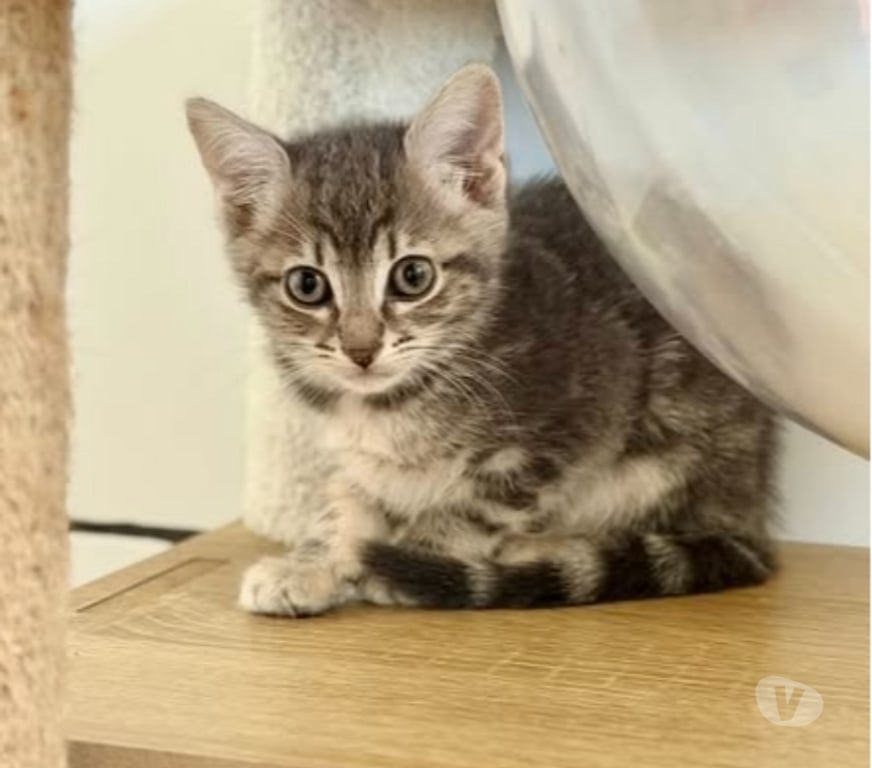 Don animaux Drôme St Restitut - 26130 - Photos Vivastreet Chat FLEURETTE à l adoption