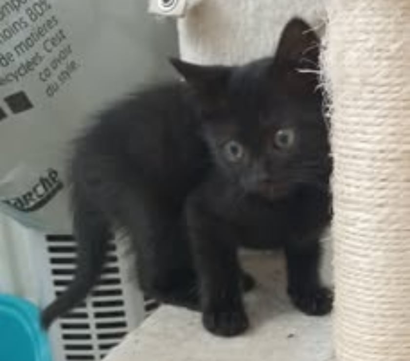 Don animaux Drôme Chateauneuf de Galaure - 26330 - Photos Vivastreet Chat TIKA à l adoption