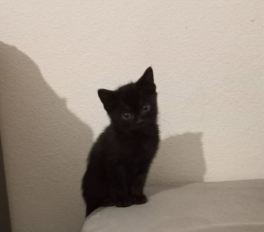 Don animaux Chateauneuf de Galaure Drôme - Photos Vivastreet Chat TIKA à l adoption