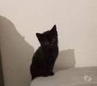 Chateauneuf de Galaure - Drôme — Chat TIKA à l adoption