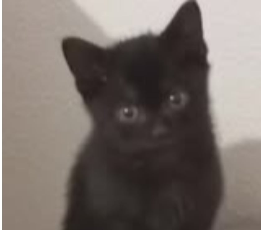 Don animaux Drôme Chateauneuf de Galaure - 26330 - Photos Vivastreet Chat TIKA à l adoption