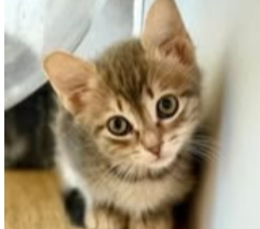 Don animaux St Restitut Drôme - Photos Vivastreet Chat DOUCETTE à l adoption