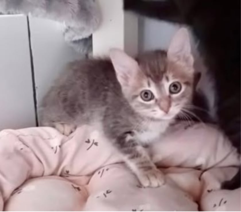Don animaux Drôme St Restitut - 26130 - Photos Vivastreet Chat DOUCETTE à l adoption