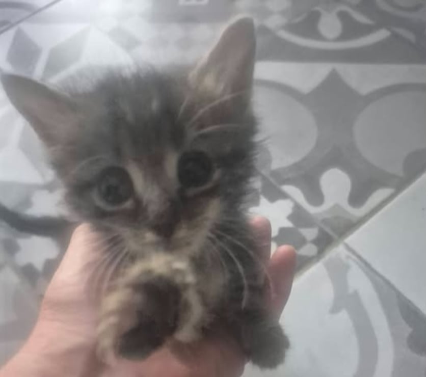 Adoption animaux St Julien de Peyrolas Gard - Photos Vivastreet Chat FILOUP à la réservation