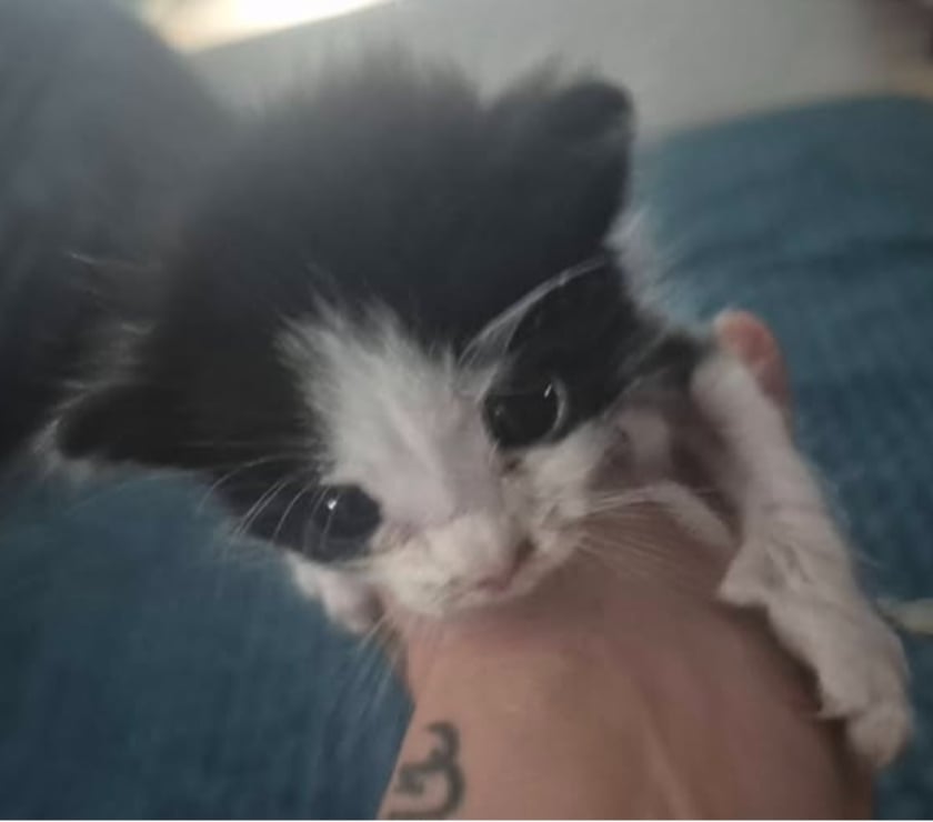 Adoption animaux St Julien de Peyrolas Gard - Photos Vivastreet Chat OREO à la réservation