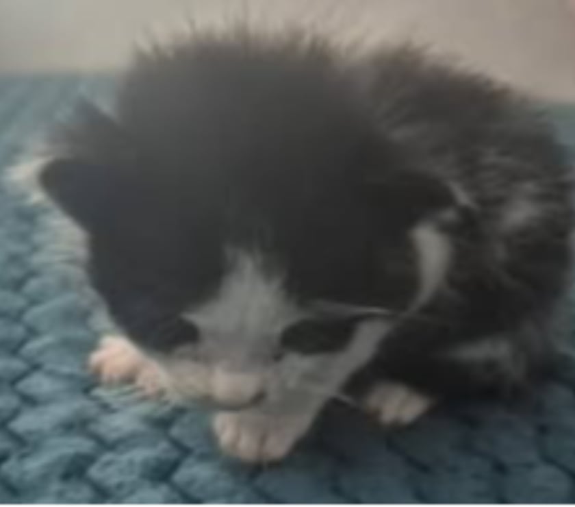 Don animaux Gard St Julien de Peyrolas - 30760 - Photos Vivastreet Chat OREO à la réservation