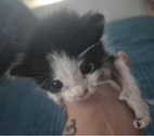 St Julien de Peyrolas - Gard — Chat OREO à la réservation