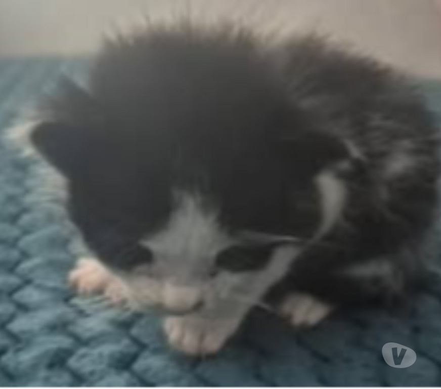 Don animaux Gard St Julien de Peyrolas - 30760 - Photos Vivastreet Chat OREO à la réservation