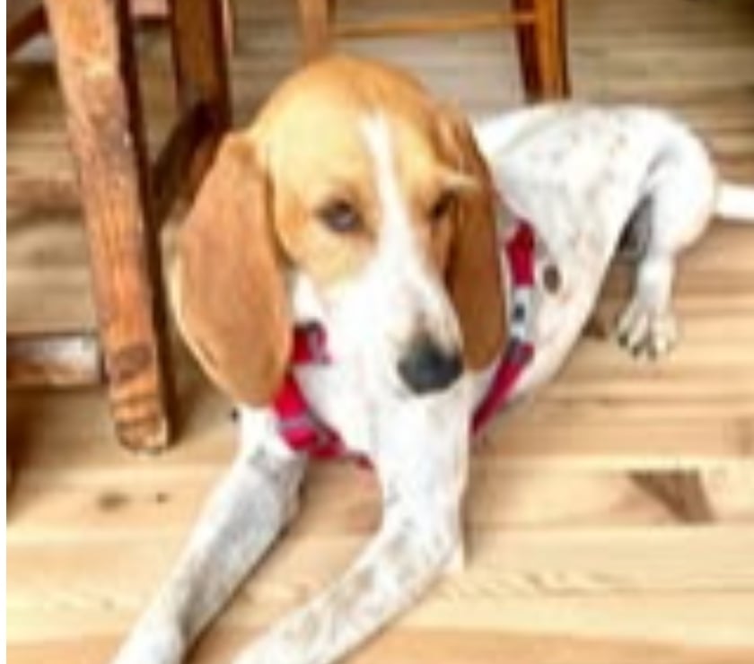 Don animaux Drôme Pierrelatte - 26700 - Photos Vivastreet Chien MARLEY à l adoption