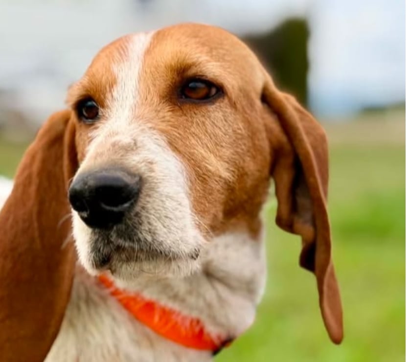 Chien MARLEY à l adoption
