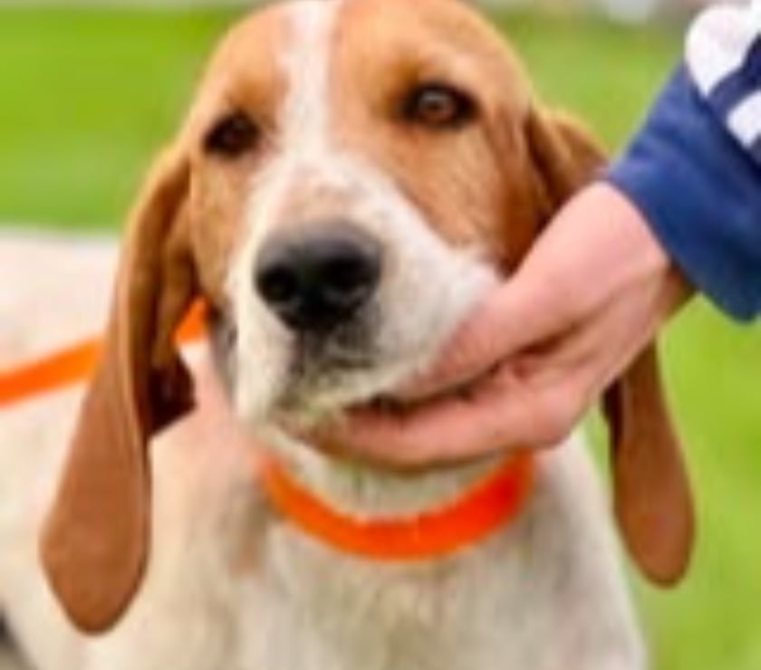 Don animaux Drôme Pierrelatte - 26700 - Photos Vivastreet Chien MARLEY à l adoption