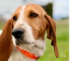 Pierrelatte - Drôme — Chien MARLEY à l adoption