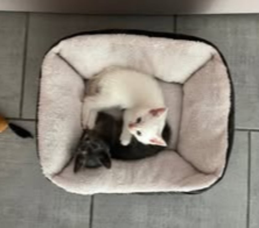 Don animaux Ardèche Guilherand Granges - 07500 - Photos Vivastreet Chat BILOU à l adoption