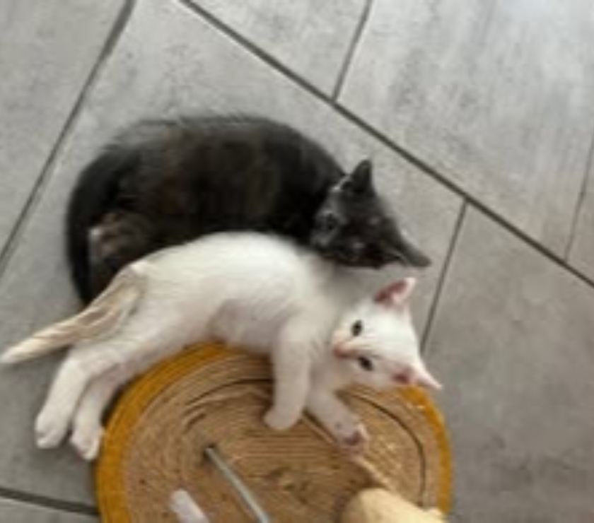 Don animaux Ardèche Guilherand Granges - 07500 - Photos Vivastreet Chat BILOU à l adoption