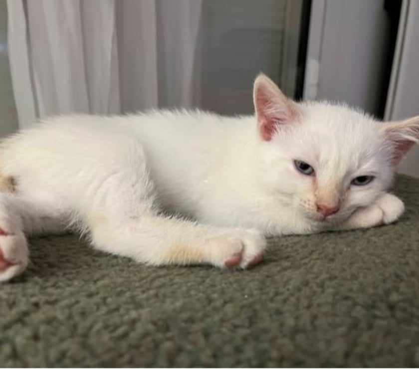 Photos Vivastreet Chat BILOU à l adoption