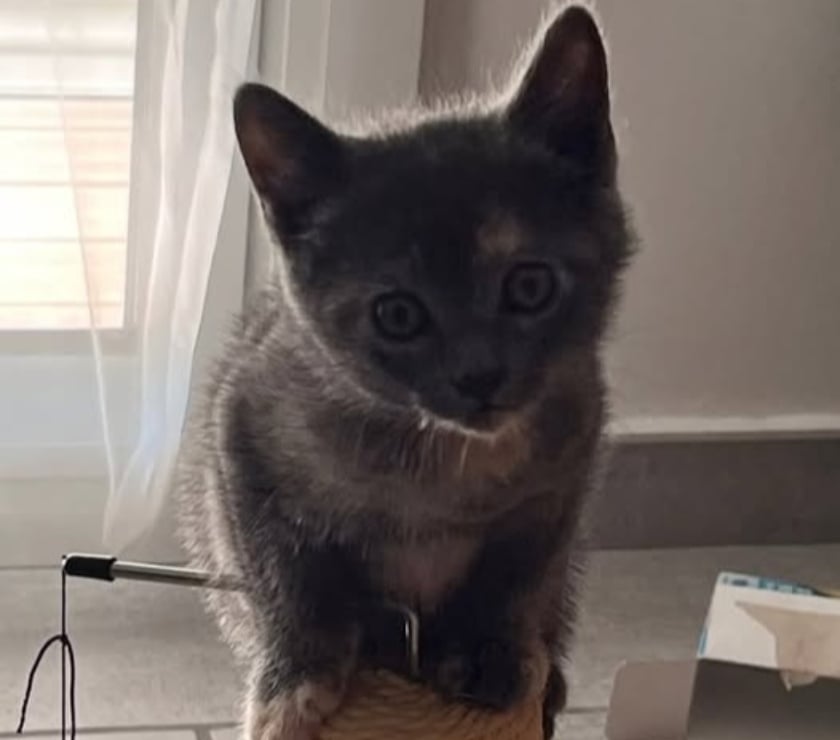 Photos Vivastreet Chat BIBOU à l adoption