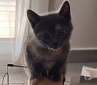 Guilherand Granges - Ardèche — Chat BIBOU à l adoption