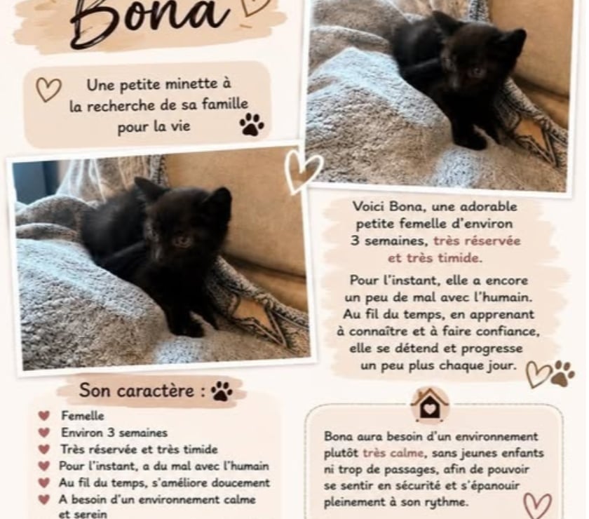 Photos Vivastreet Chat BONA à la réservation