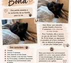 Savas - Ardèche — Chat BONA à la réservation