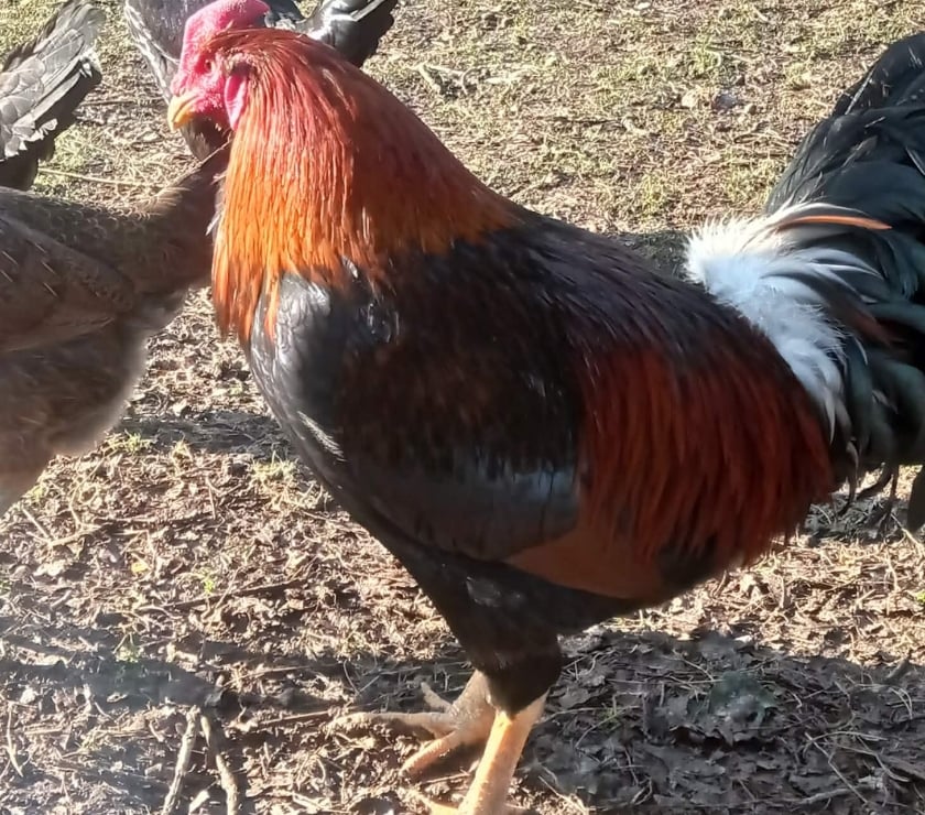 Vente animaux Pontivy Morbihan - Photos Vivastreet Disponible Coq du nord