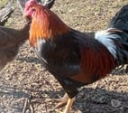 Pontivy - Morbihan — Disponible Coq du nord