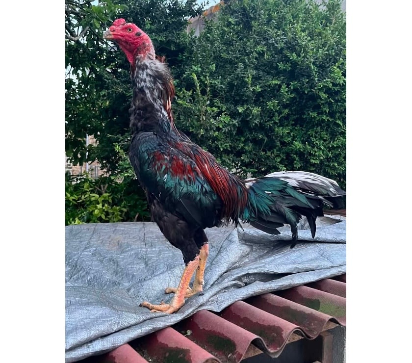 Vente animaux St Varent Deux-Sèvres - Photos Vivastreet coq thai tres bon coq