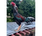 St Varent - Deux-Sèvres — coq thai tres bon coq