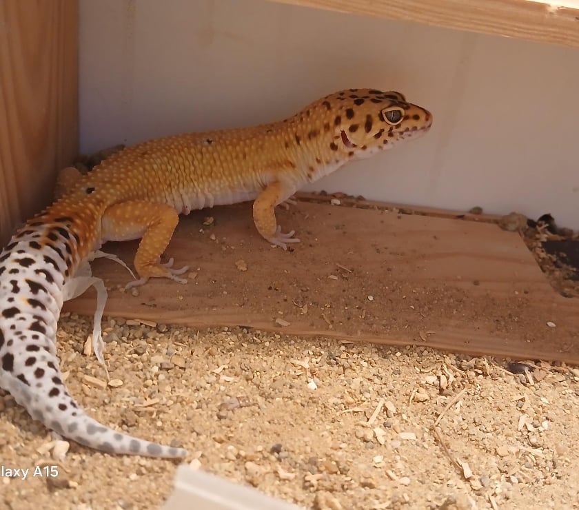 Vente Finistère Landerneau - 29800 - Photos Vivastreet Vends Lézard Gecko Léopard Mâle, âgé de 2 ans