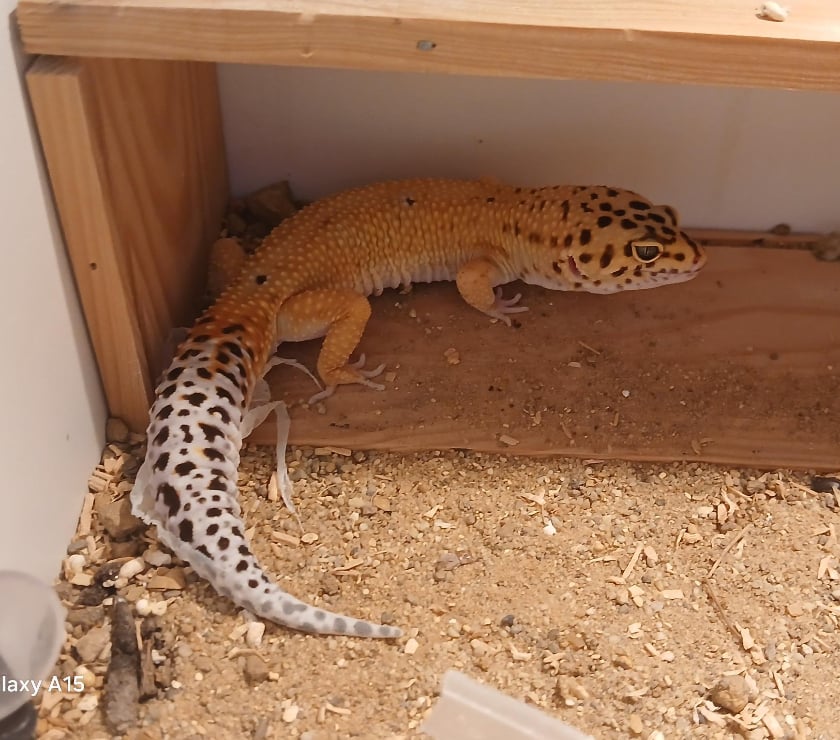 Vente Finistère Landerneau - 29800 - Photos Vivastreet Vends Lézard Gecko Léopard Mâle, âgé de 2 ans