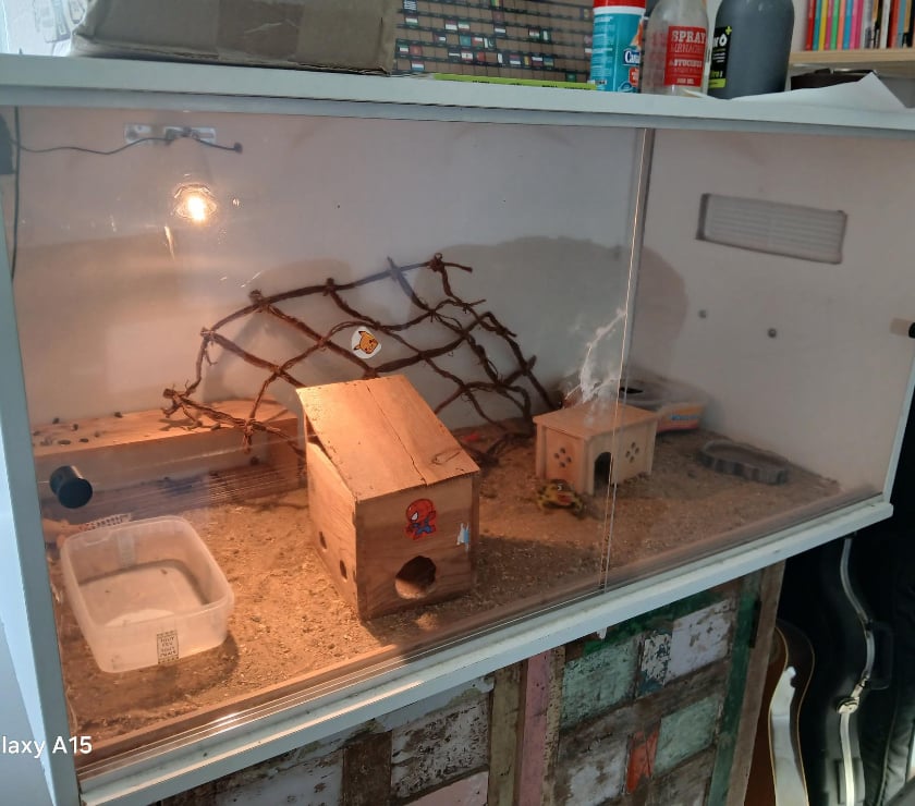 Vente animaux Landerneau Finistère - Photos Vivastreet Vends Lézard Gecko Léopard Mâle, âgé de 2 ans