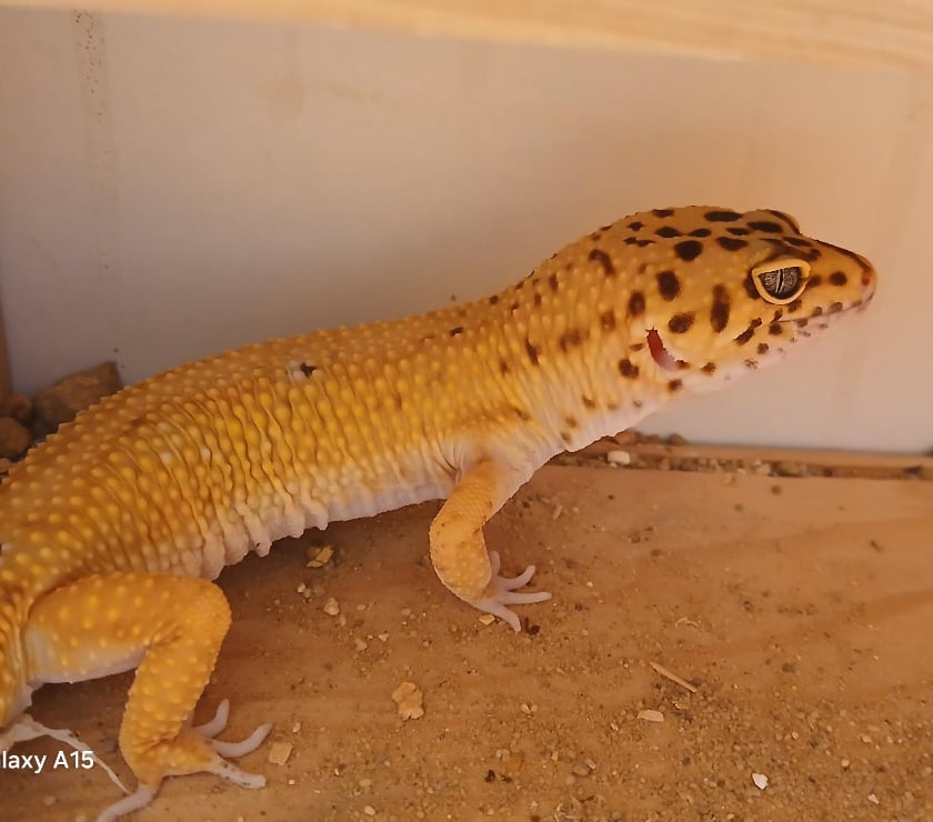 Vente Finistère Landerneau - 29800 - Photos Vivastreet Vends Lézard Gecko Léopard Mâle, âgé de 2 ans