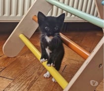 Photos Vivastreet Chat LUNA à la réservation