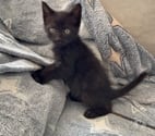 Savas - Ardèche — Chat JASPER à la réservation