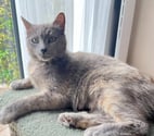 Guilherand Granges - Ardèche — Chat BLUE à l adoption