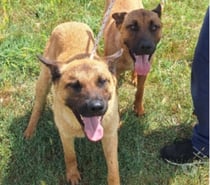 Photos Vivastreet Chiens à l adoption