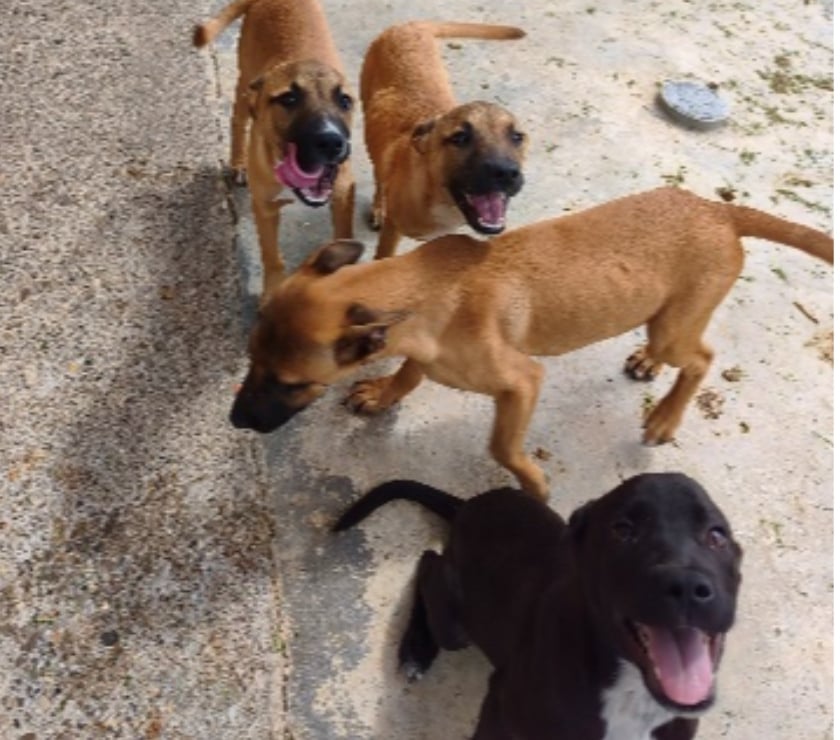 Photos Vivastreet Chiens 3 femelles et 1 mâles à l adoption