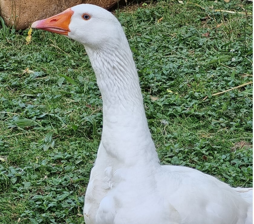 Vente animaux Carlux Dordogne - Photos Vivastreet jeune oie blanche
