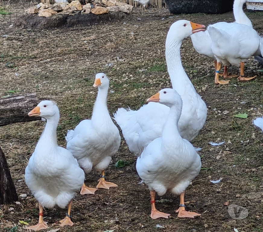 Vente Dordogne Carlux - 24370 - Photos Vivastreet jeune oie blanche