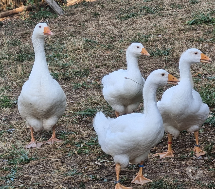 Vente Dordogne Carlux - 24370 - Photos Vivastreet jeune oie blanche