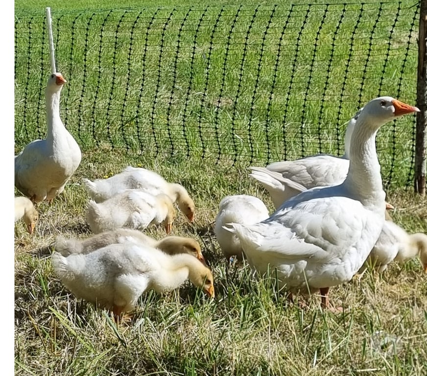 Vente Dordogne Carlux - 24370 - Photos Vivastreet jeune oie blanche