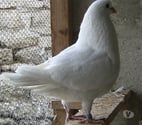 Bagneaux sur Loing - Seine-et-Marne — Pigeons de chair