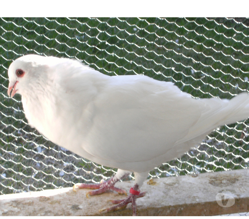 Vente Seine-et-Marne Bagneaux sur Loing - 77167 - Photos Vivastreet Pigeons de chair