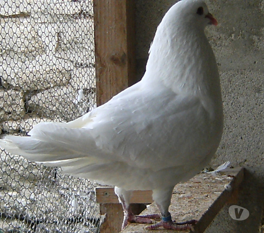 Vente Seine-et-Marne Bagneaux sur Loing - 77167 - Photos Vivastreet Pigeons de chair