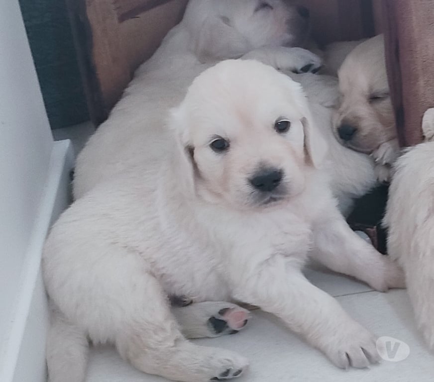 Vente Hérault Sauteyrargues - 34270 - Photos Vivastreet Chiots type Golden Retriever