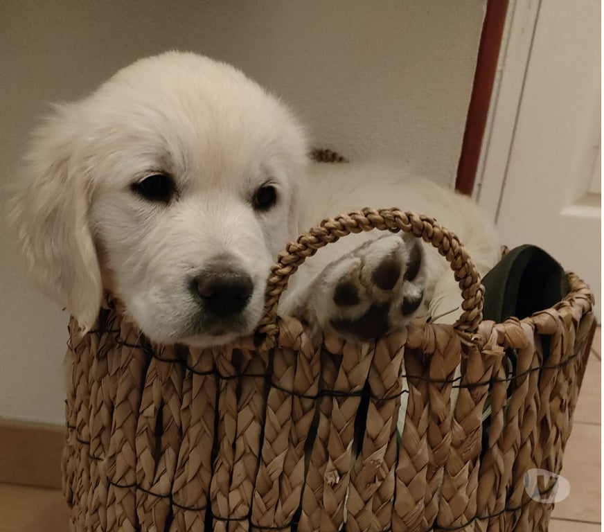 Vente Hérault Sauteyrargues - 34270 - Photos Vivastreet Chiots type Golden Retriever
